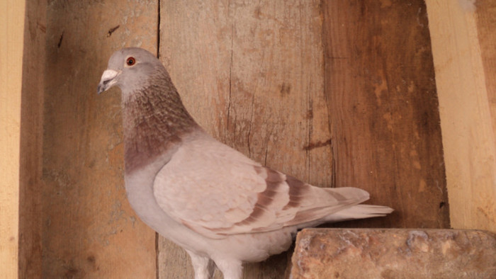 STICHELBAUT+VAN SPITAL+GUY VINOIS