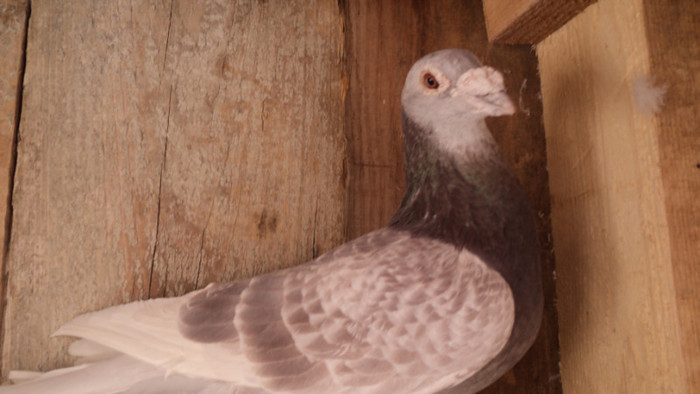 JANSSEN; ORIG :MOLDOVAN FLORIN
