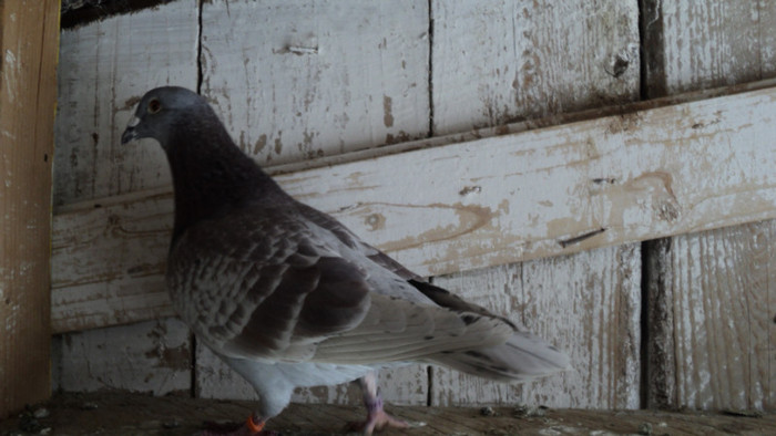 BRICOUX; ORIGINE:GEORGICA  POPESCU
