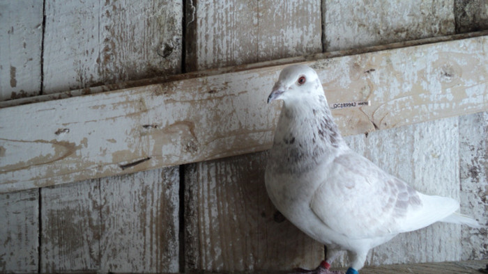 IMBRECHT+ BRICOUX+ J THONE+DUREY