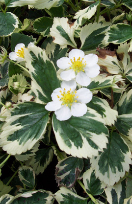 Fragaria variegata