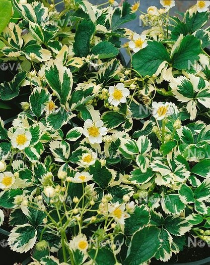 Fragaria variegata