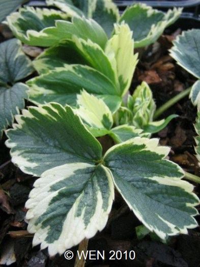 Fragaria variegata