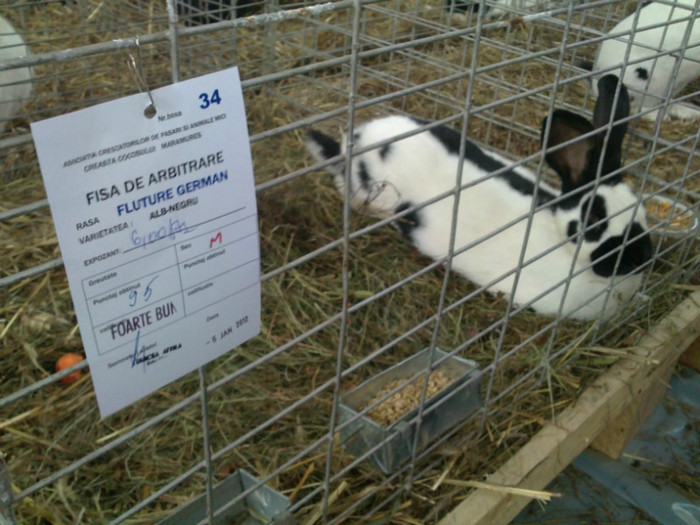 masculul meu - Expo Maramures 2012