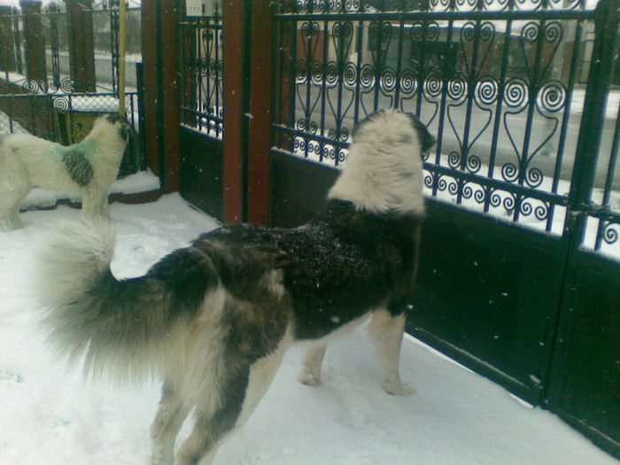 17012012(003) - caini ciobanesti de bucovina care au fost sau sunt in proprietatea mea