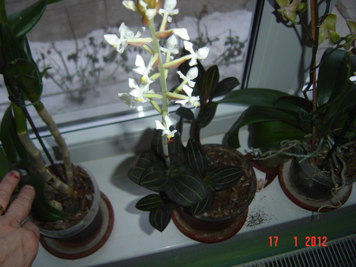 poze 695 - 2012 ORHIDEEA
