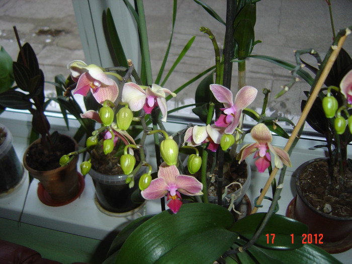 poze 698 - 2012 ORHIDEEA