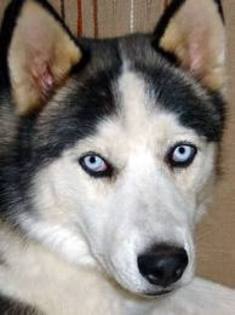 caine husky siberian