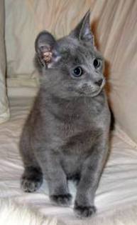 pisica albastru de rusia - pisici