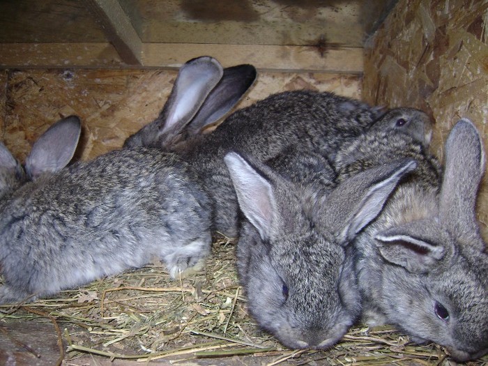 DSC00404 - Iepuri 2012