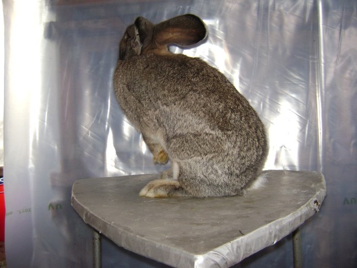 DSC00441 - Iepuri 2012