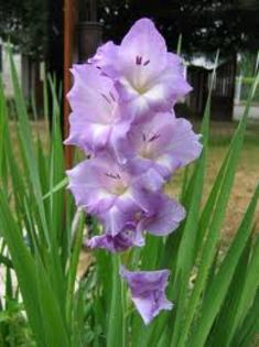 gladiola - flori