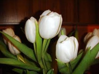 lalele albe - flori