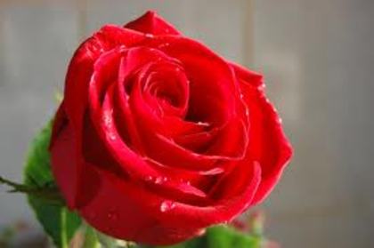 trandafir ros - flori
