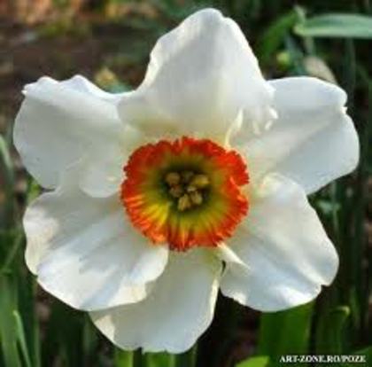 narcisa alba - flori de primavara