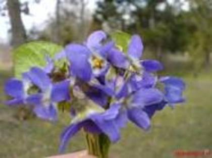 viorele - flori de primavara
