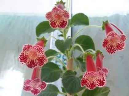 kohleria - flori de toamna