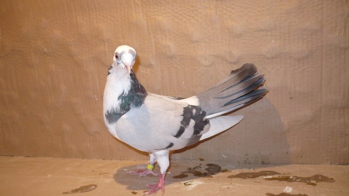 Data in Turda la Cipri - D- Porumbei JUCATORI DE GALATI VANDUTI Album 1