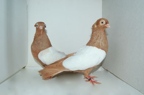 m_20100515151041_sarga_fesus_par_budapesti_tukros_keringo