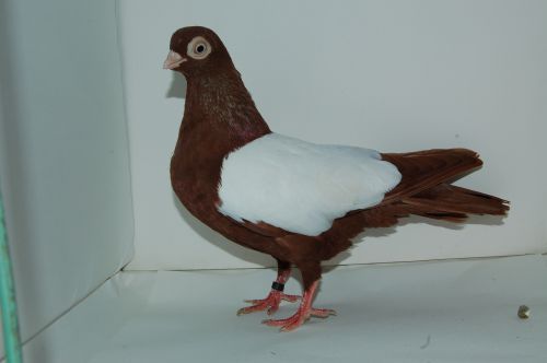 m_20100515151909_voros_simafeju_tojo