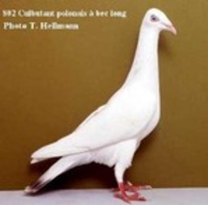 image (38) - Rase de Culbutanti