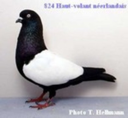 image (42) - Rase de Culbutanti