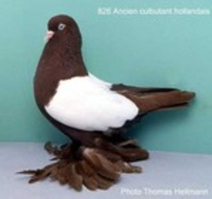 image (45) - Rase de Culbutanti