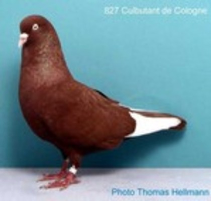 image (46) - Rase de Culbutanti