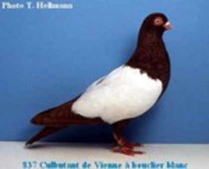 image (49) - Rase de Culbutanti