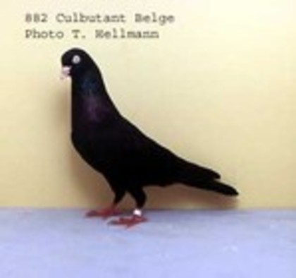 image (51) - Rase de Culbutanti