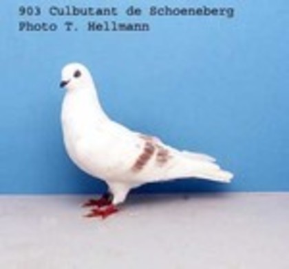 image (55) - Rase de Culbutanti