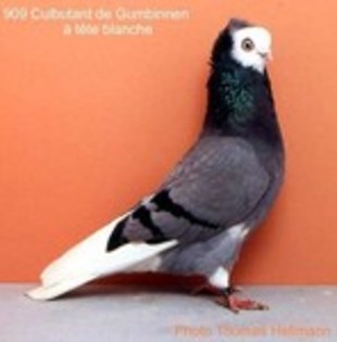 image (56) - Rase de Culbutanti