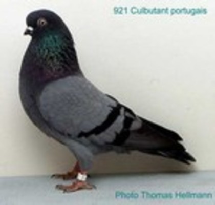 image (59) - Rase de Culbutanti