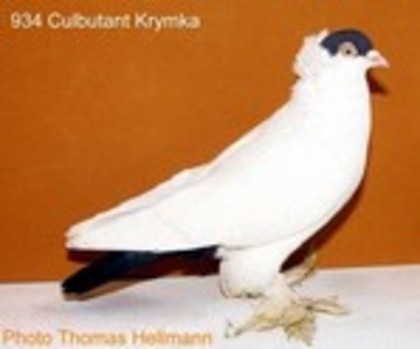 image (62) - Rase de Culbutanti