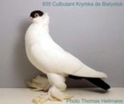 image (63) - Rase de Culbutanti