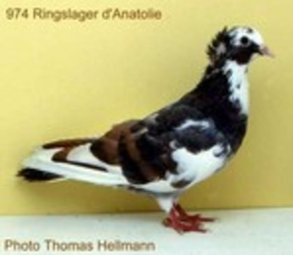 image (65) - Rase de Culbutanti