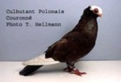 image (67) - Rase de Culbutanti