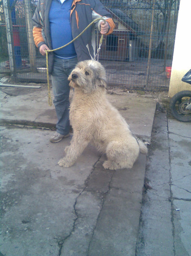 PREGATIREA DE PLECARE LA MASCUL