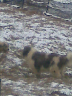 GASIREA ALTUI PRETENDENT