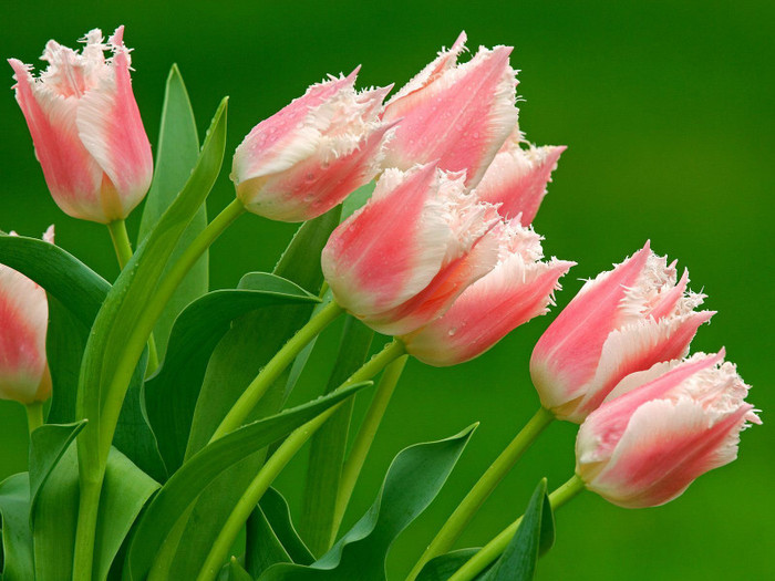 poze-cu-flori-roz-hd[1]