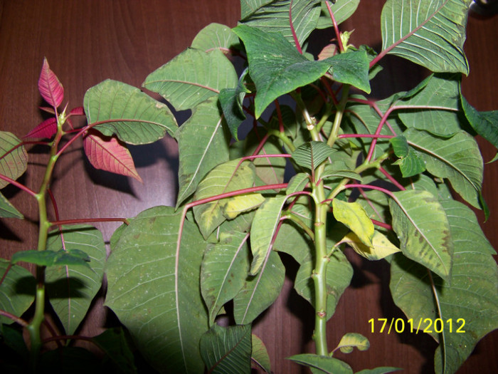 si s-au ars frunzele:(( - martie inainte si dupa tunsoare