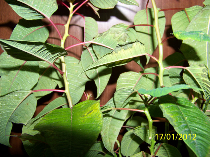 263_4301 - martie inainte si dupa tunsoare