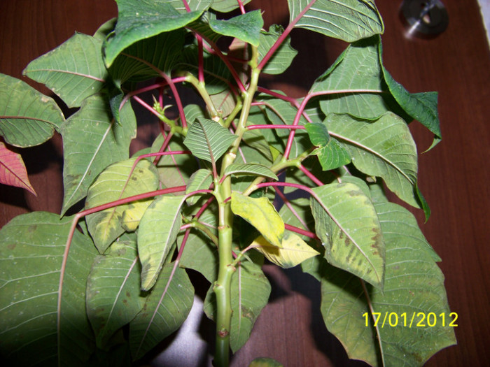 263_4302 - martie inainte si dupa tunsoare