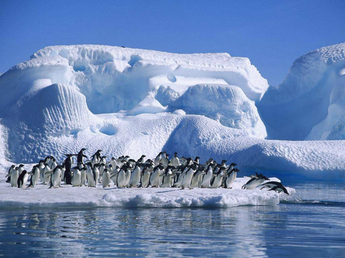 Pinguini[1] - ConcursPINGUINI IMPERIALI QW1poze cools 2012