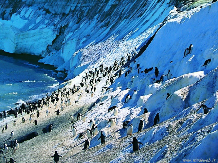 pinguini_ 3 - ConcursPINGUINI IMPERIALI QW1poze cools 2012