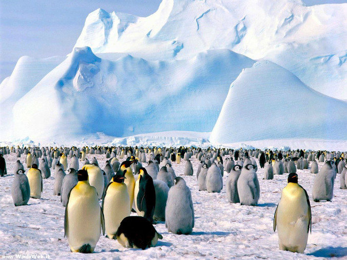 pinguini_ 4 - ConcursPINGUINI IMPERIALI QW1poze cools 2012