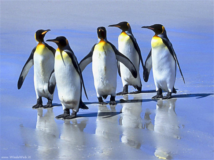 pinguini_05 - ConcursPINGUINI IMPERIALI QW1poze cools 2012