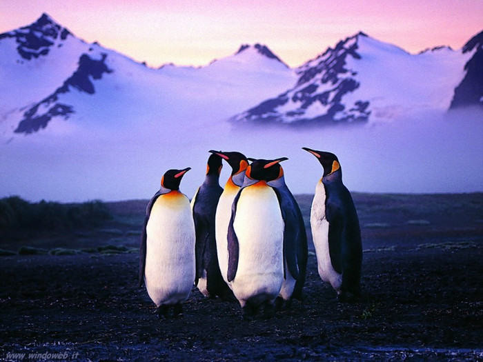 pinguini_ 9 - ConcursPINGUINI IMPERIALI QW1poze cools 2012