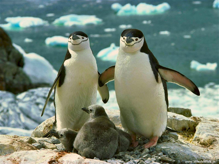 pinguini_ 10 - ConcursPINGUINI IMPERIALI QW1poze cools 2012