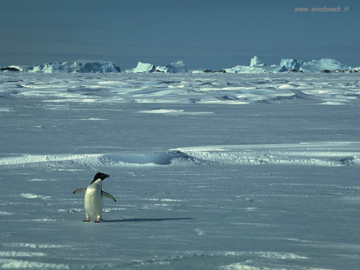 pinguini 13 - ConcursPINGUINI IMPERIALI QW1poze cools 2012